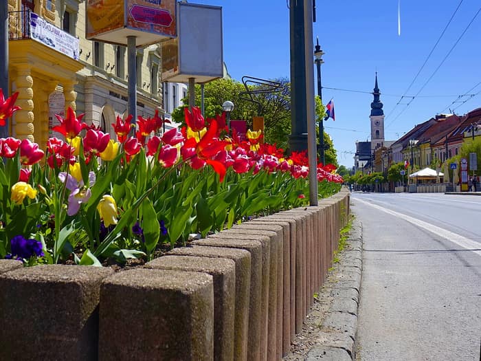 Tulips on Hlavná street in Prešov in spring
