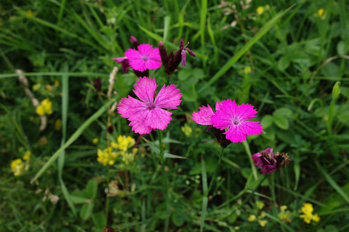 Virágzó szegfűk (Dianthus deltoides) Szklabinya vára mellett